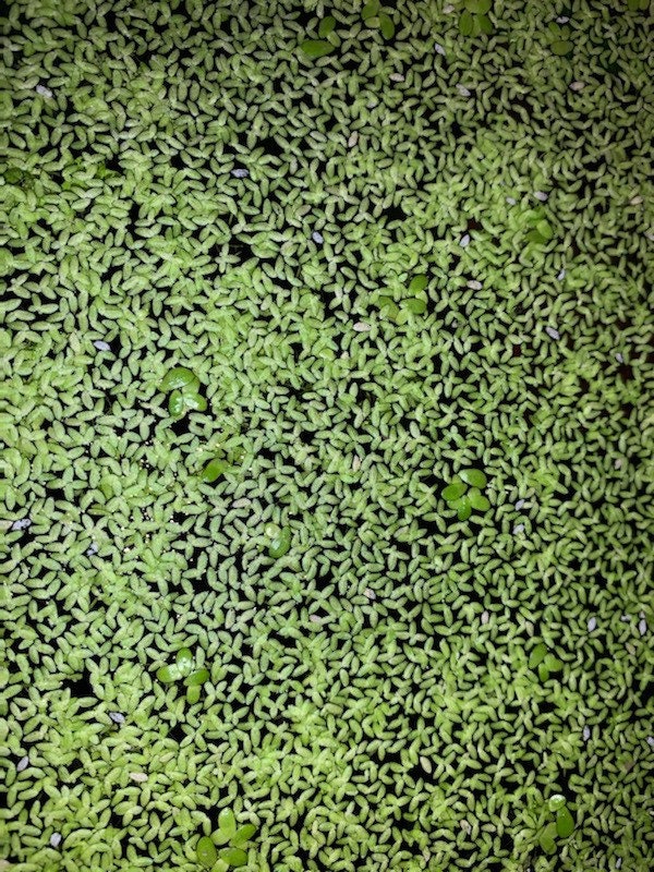 Duckweed - Lemna Minor