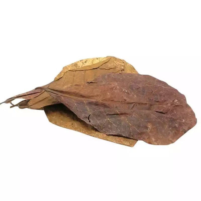 Indian Almond Leaves 2-3” | Terminalia Catappa Leaves | Aquarium Use