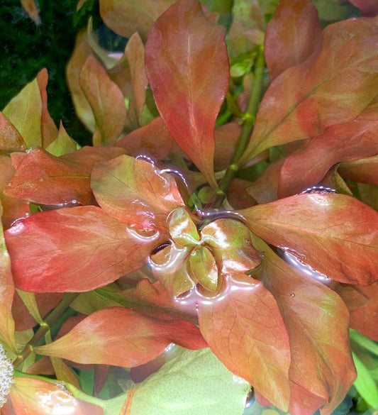 Ludwigia Red | Ludwigia Repens | Low-High Tech Plant