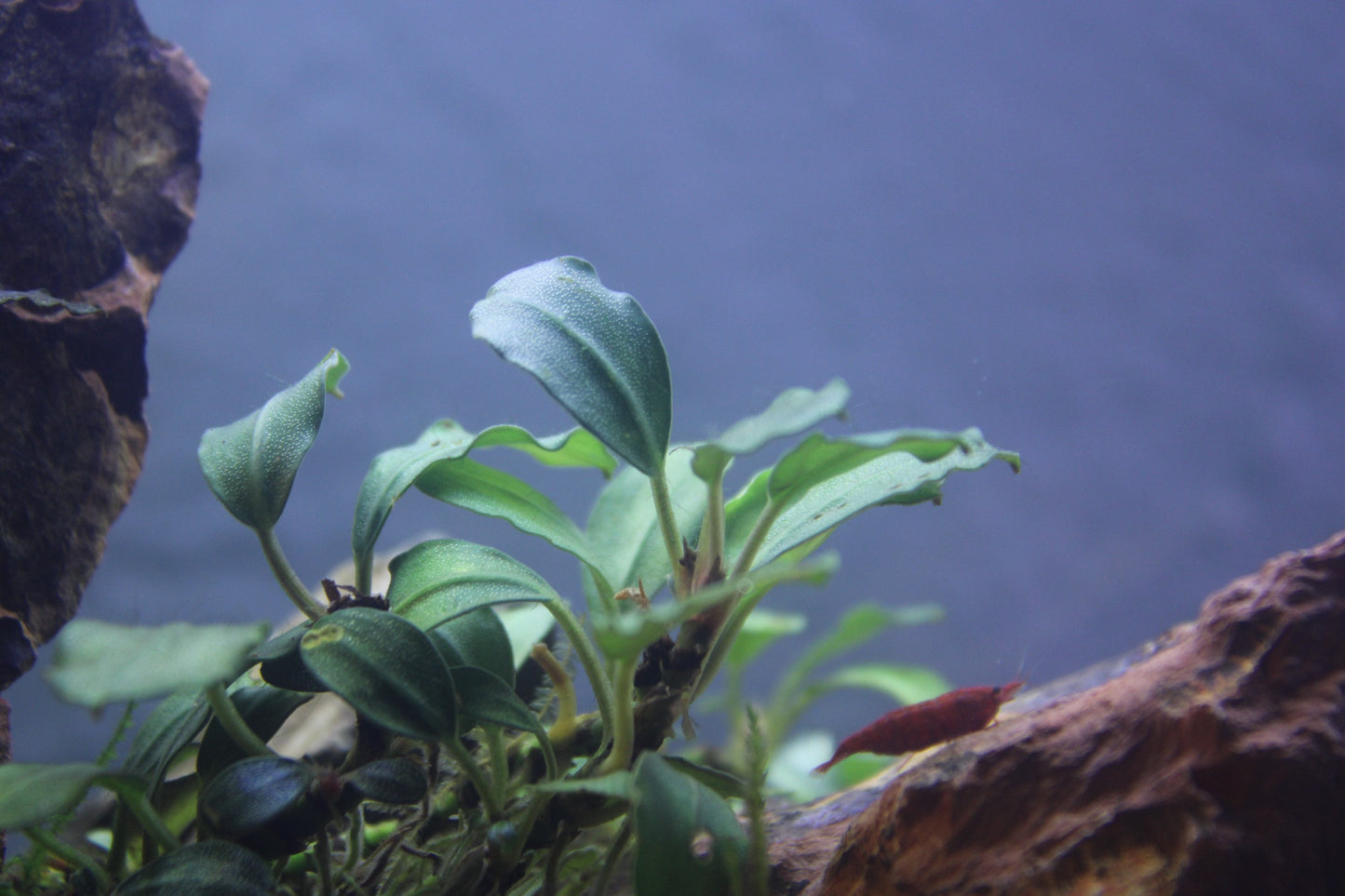 Bucephalandra Mystery Pack | Buce | Easy Plant | Surprise Pack