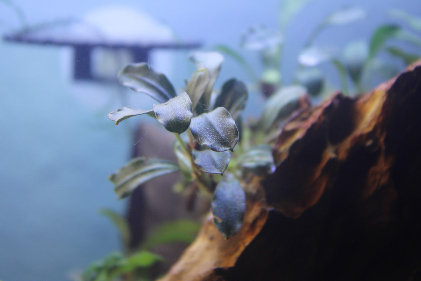 Bucephalandra Mystery Pack | Buce | Easy Plant | Surprise Pack