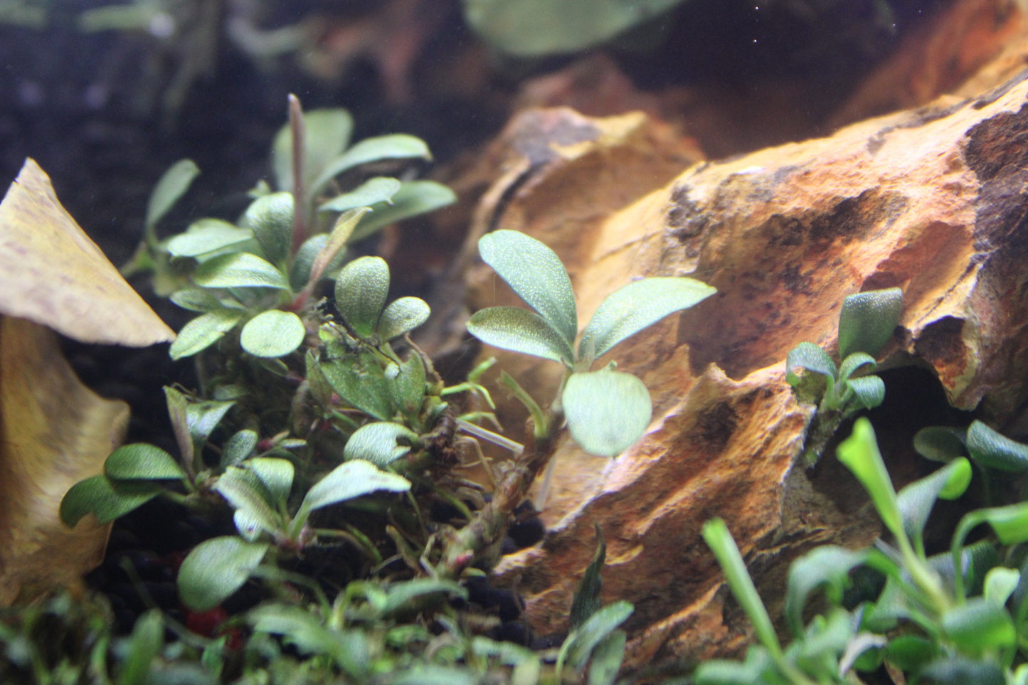 Bucephalandra Mystery Pack | Buce | Easy Plant | Surprise Pack