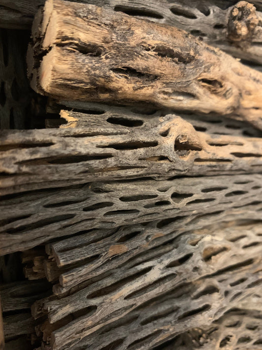 Cholla Wood | Gathered in New Mexico | Organic | Shrimp Decor
