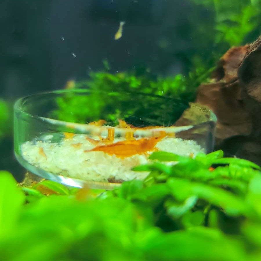 Shrimp Feeding Dish Glass | Easy Clean Up