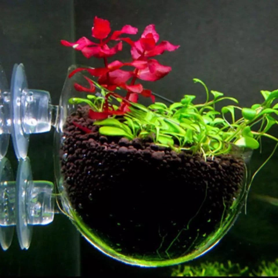 2” Transparent Aquarium Planter (2” Inch Diameter) | Aquatic Plant Pot