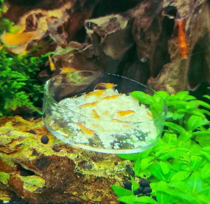 Shrimp Feeding Dish Glass | Easy Clean Up