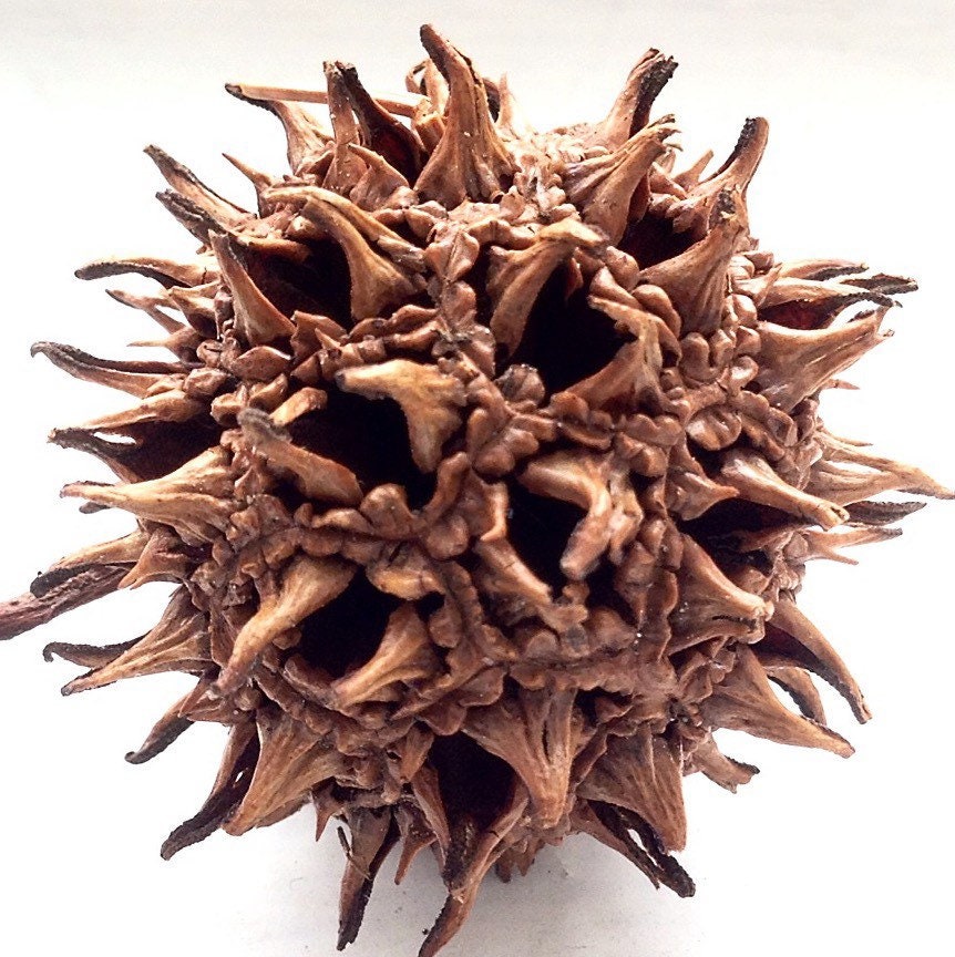 Sweet Gum Tree Pod for Aquarium/Terrarium Use | Star Pods