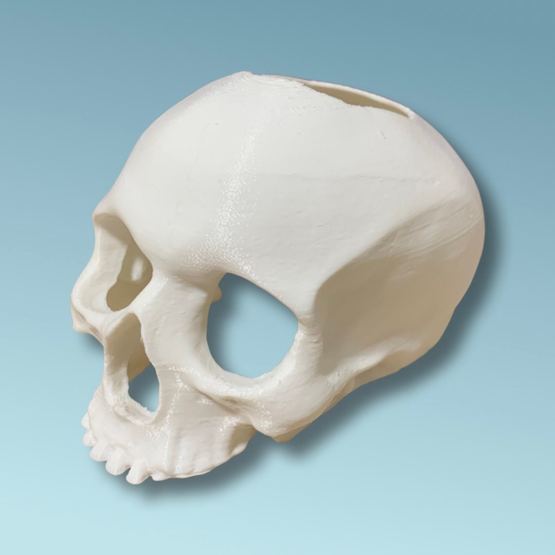 Aquatic Skull Hideaway! Perfect for Betas! | 3 Sizes!