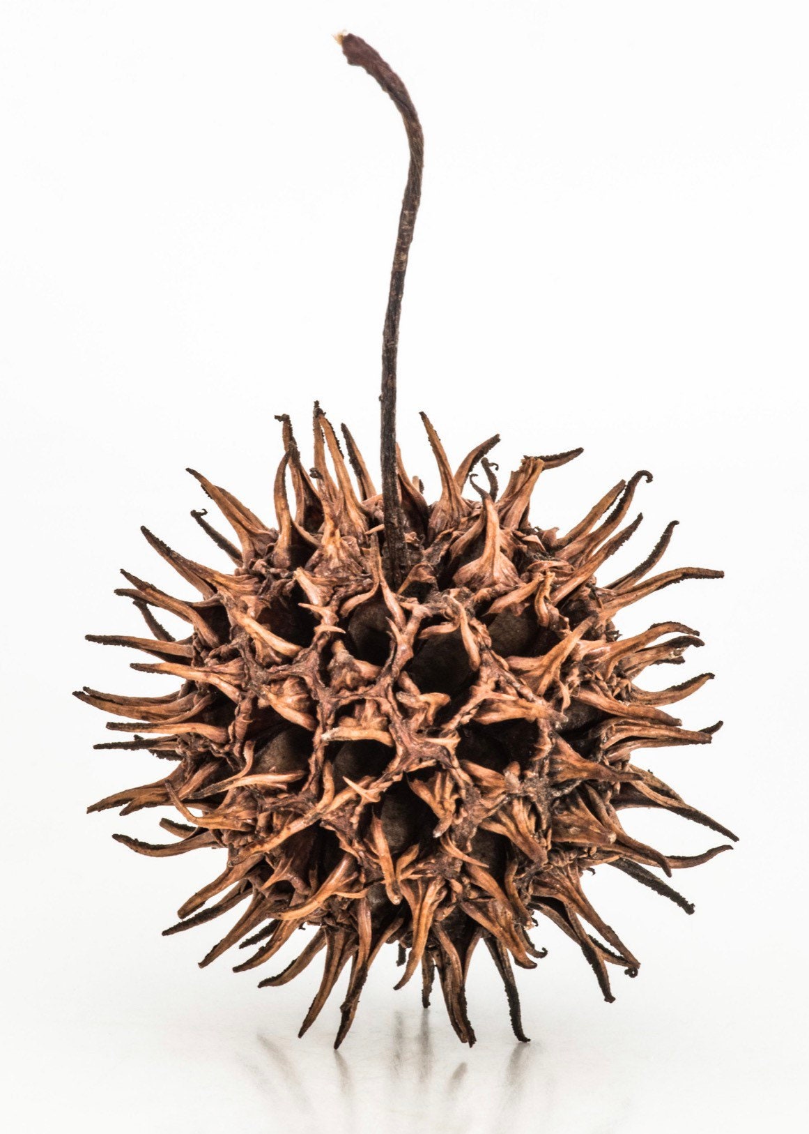 Sweet Gum Tree Pod for Aquarium/Terrarium Use | Star Pods