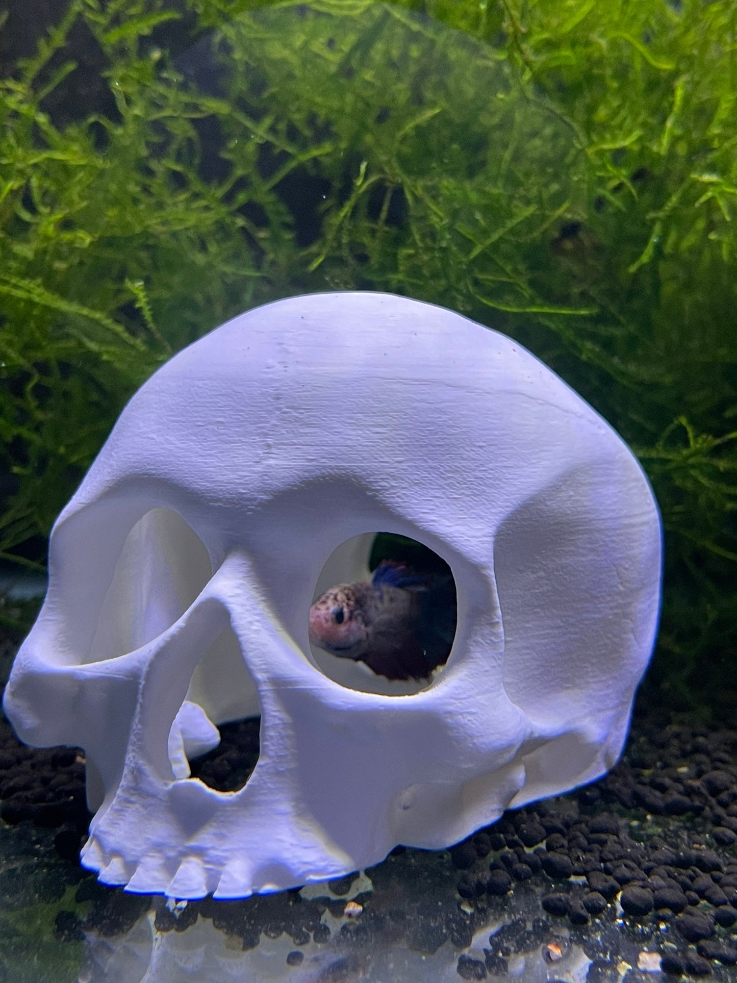 Aquatic Skull Hideaway! Perfect for Betas! | 3 Sizes!