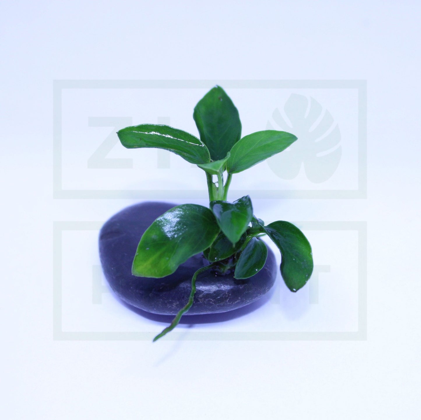 Anubias Nana Petite - Easy Plant