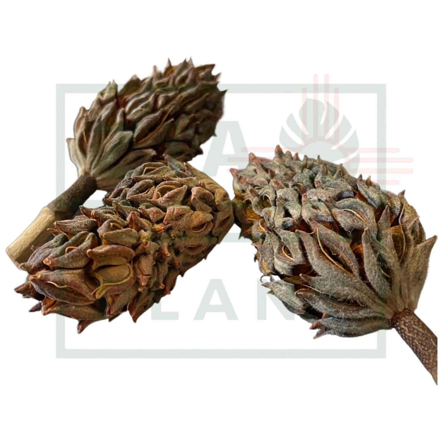 Magnolia Seed Pod | Organic Naturally Harvested & Certified New Mexico True