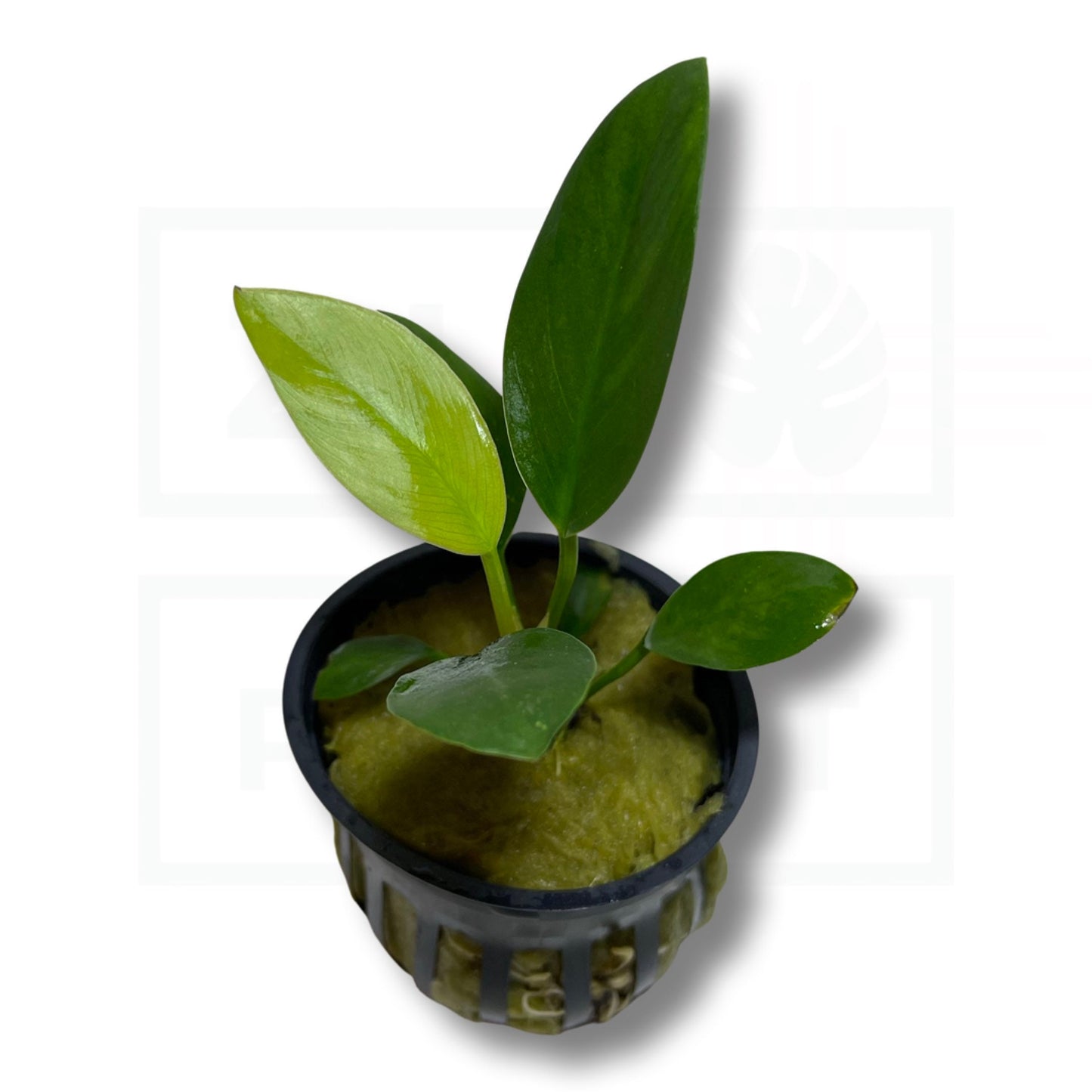 Anubias Congensis/Afzelli | Easy Plant