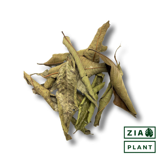 Guava Leaves | High in Vitamins!