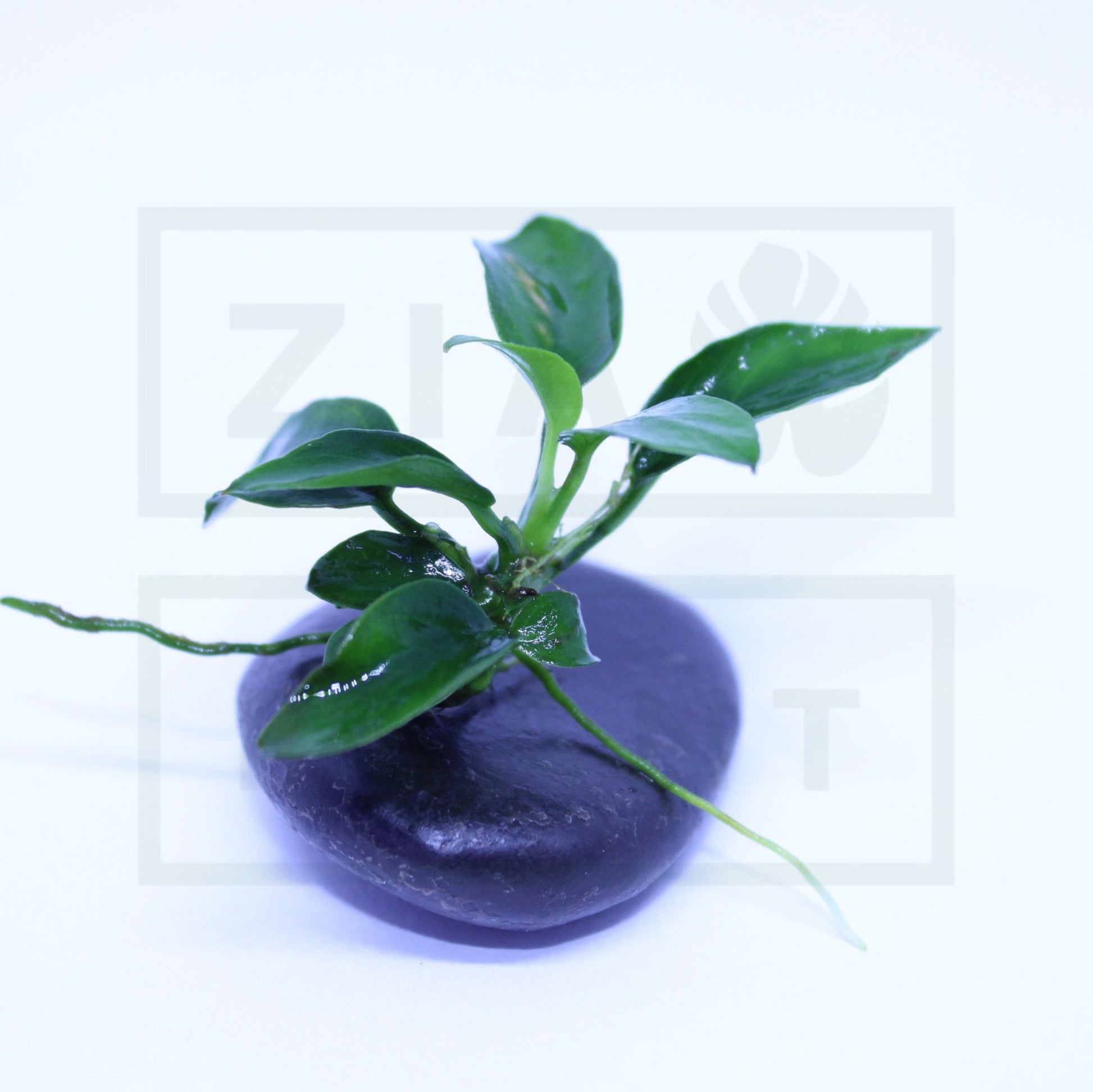 Anubias Nana Petite - Easy Plant