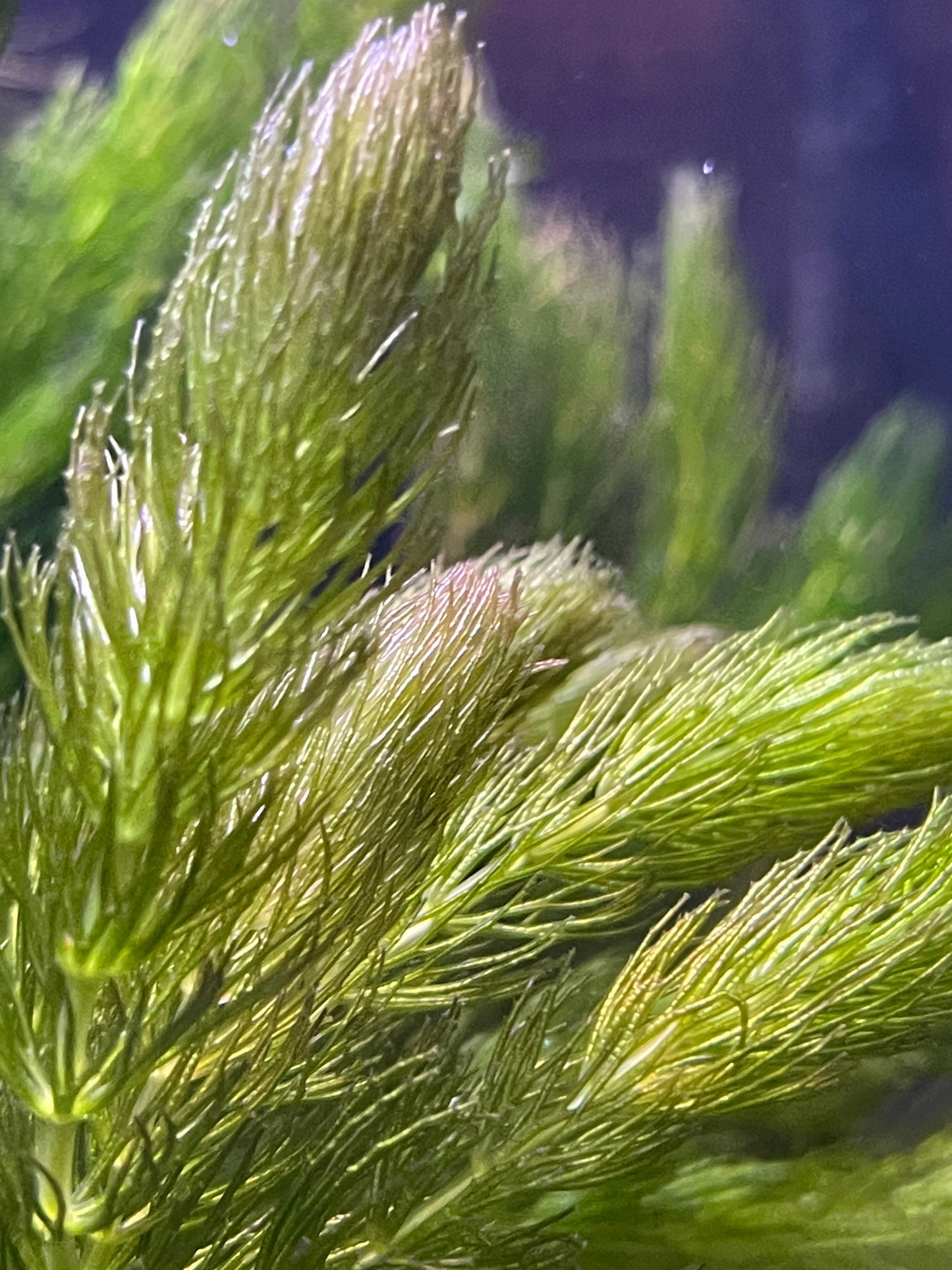 Hornwort | Coontail | Ceratophyllum Demersum