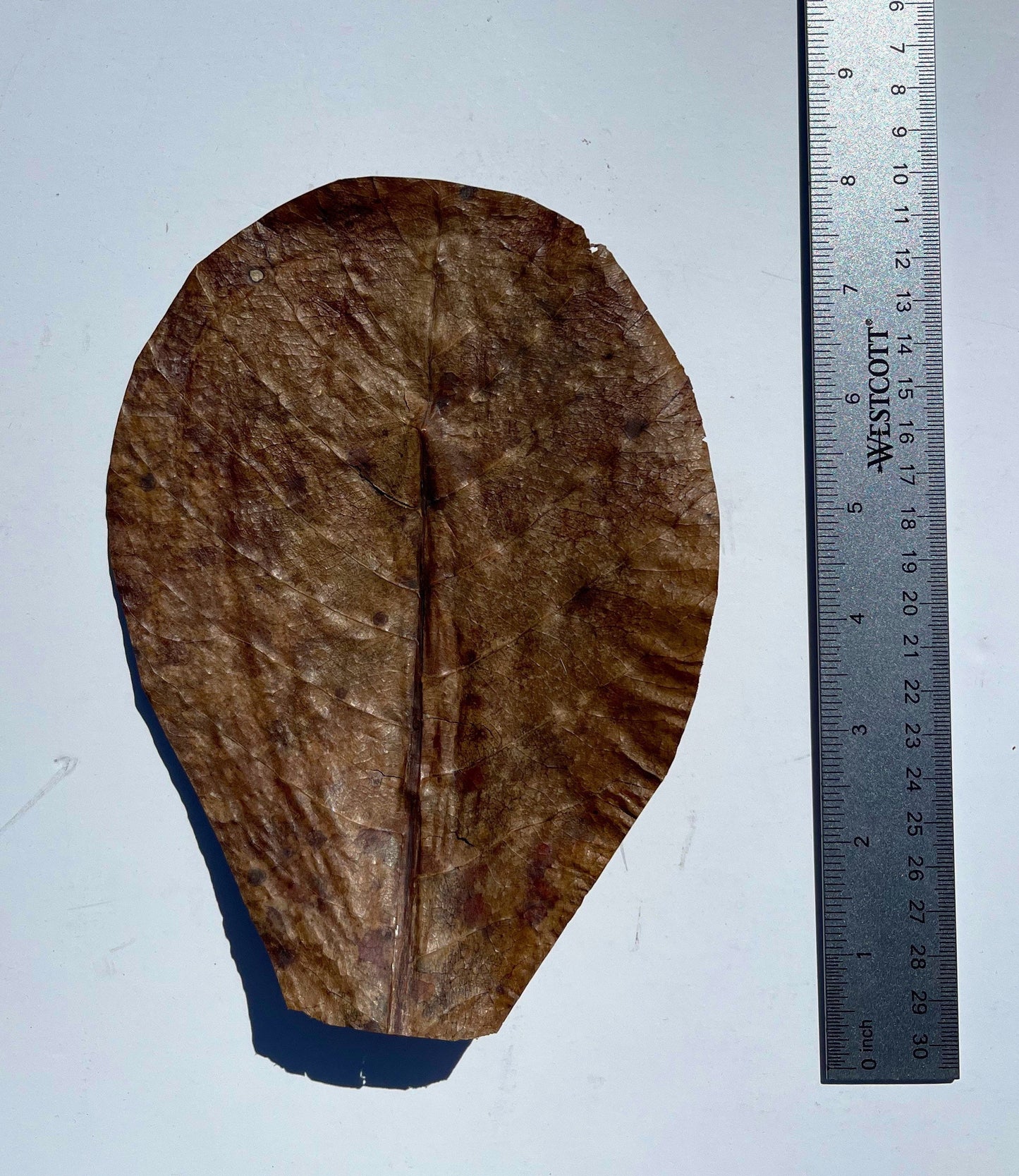 XL Indian Almond Leaves (XL - Over 7 Inches) | Large Terminalia Catappa Leaves | Aquarium Use