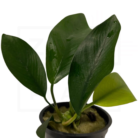 Anubias Nancon | Easy Plant