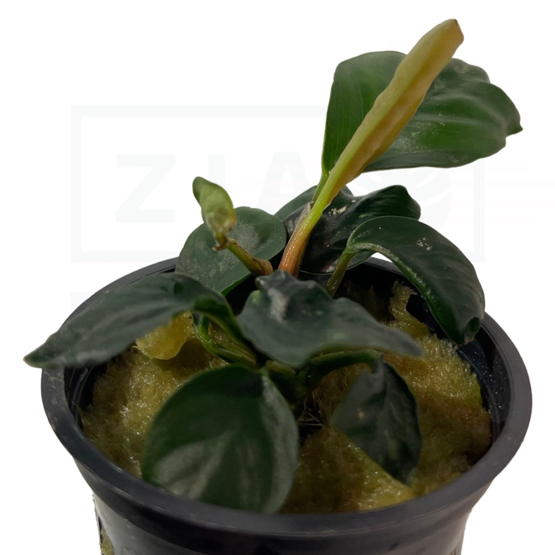 Anubias Coffeefolia | Easy Plant