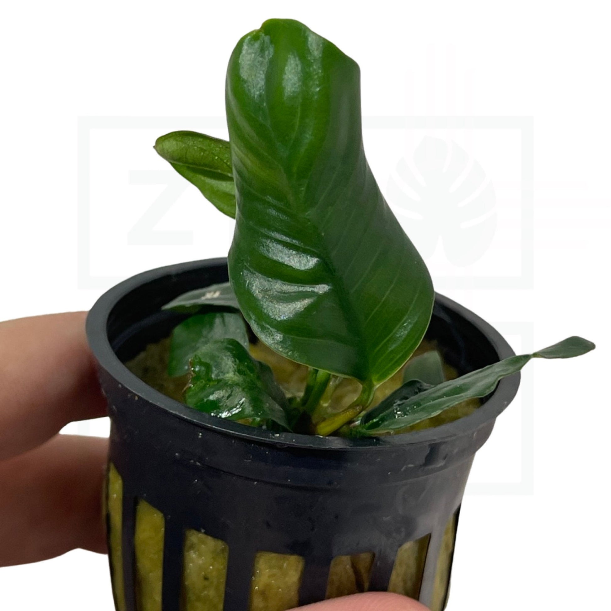 Anubias Coffeefolia | Easy Plant