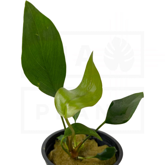 Anubias Hastifolia | Easy Plant
