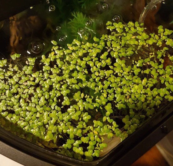 Duckweed + 3D Printed Duckweed Scoop! - Lemna Minor