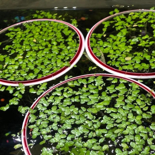 Duckweed + 3D Printed Duckweed Scoop! - Lemna Minor