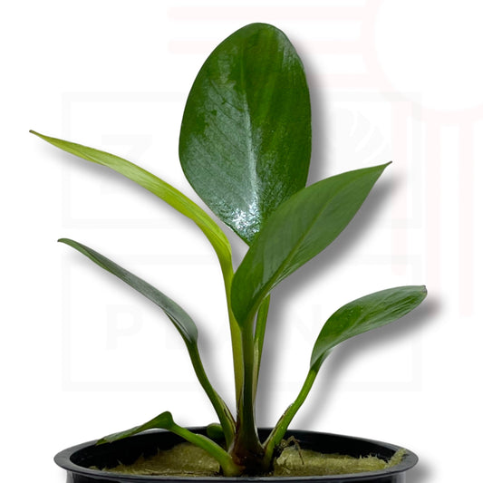 Anubias Congensis/Afzelli | Easy Plant