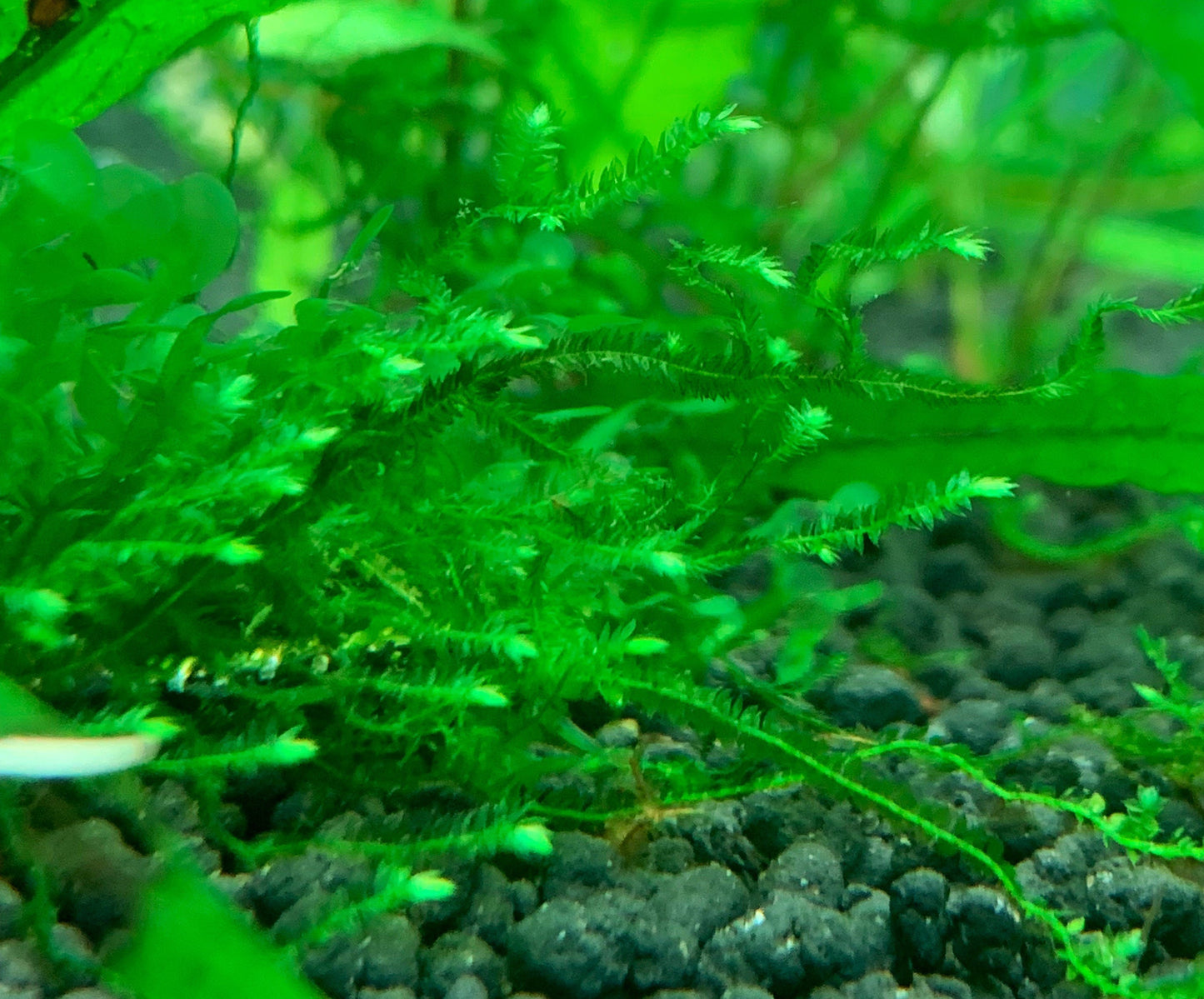 Java Moss | Taxiphyllum barbieri