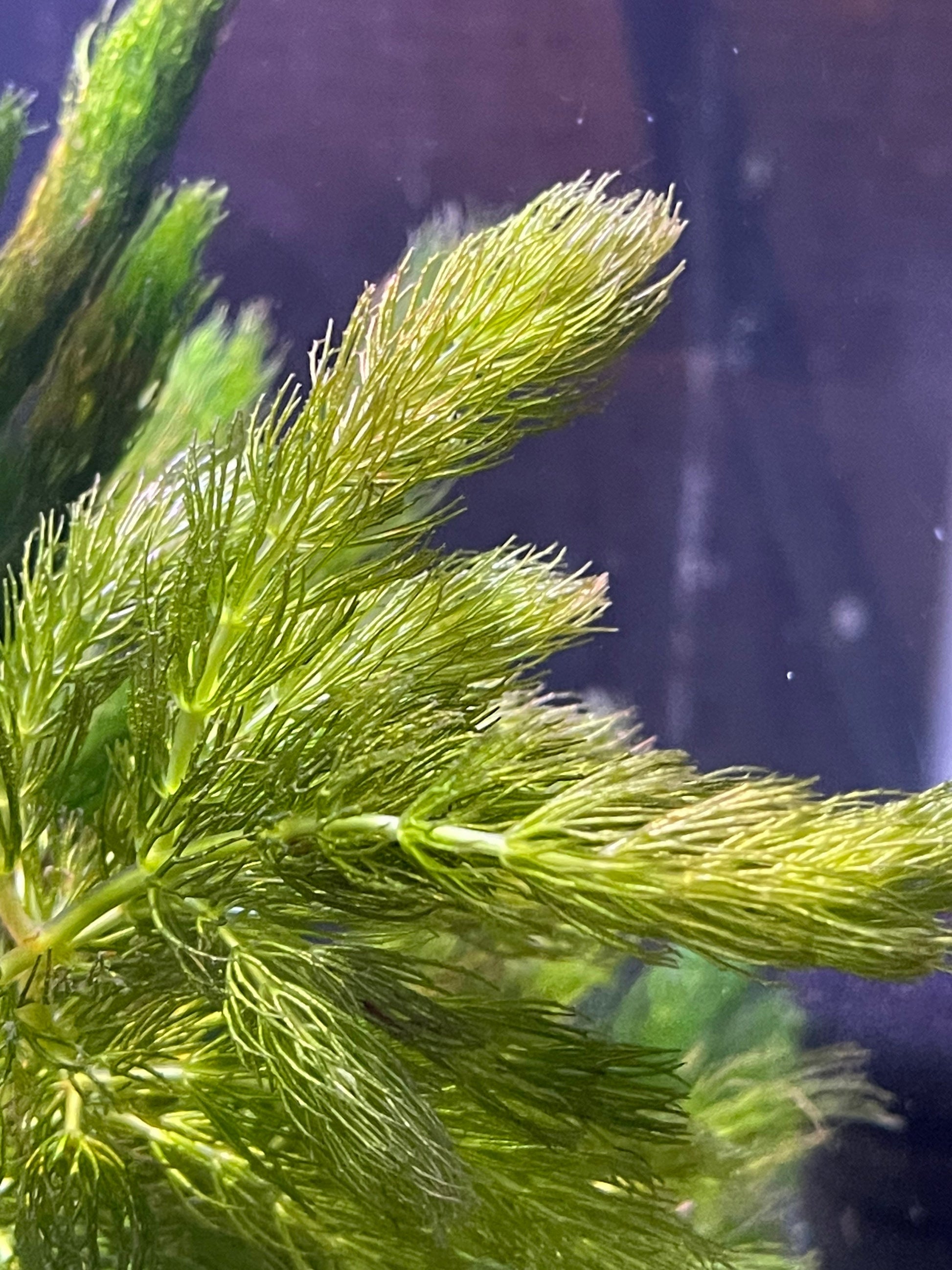 Hornwort | Coontail | Ceratophyllum Demersum