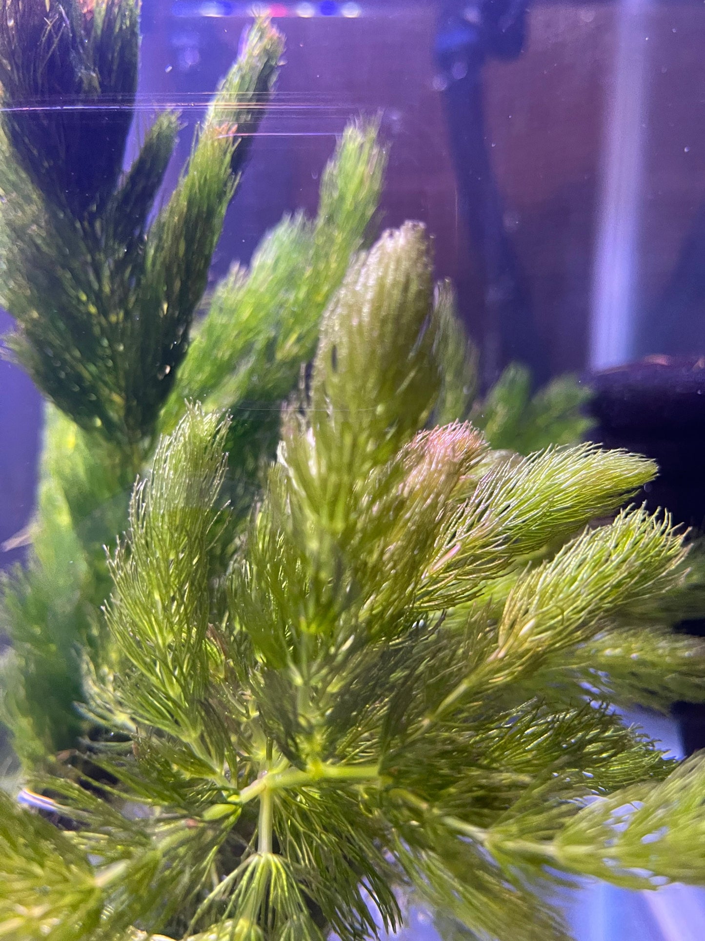 Hornwort | Coontail | Ceratophyllum Demersum