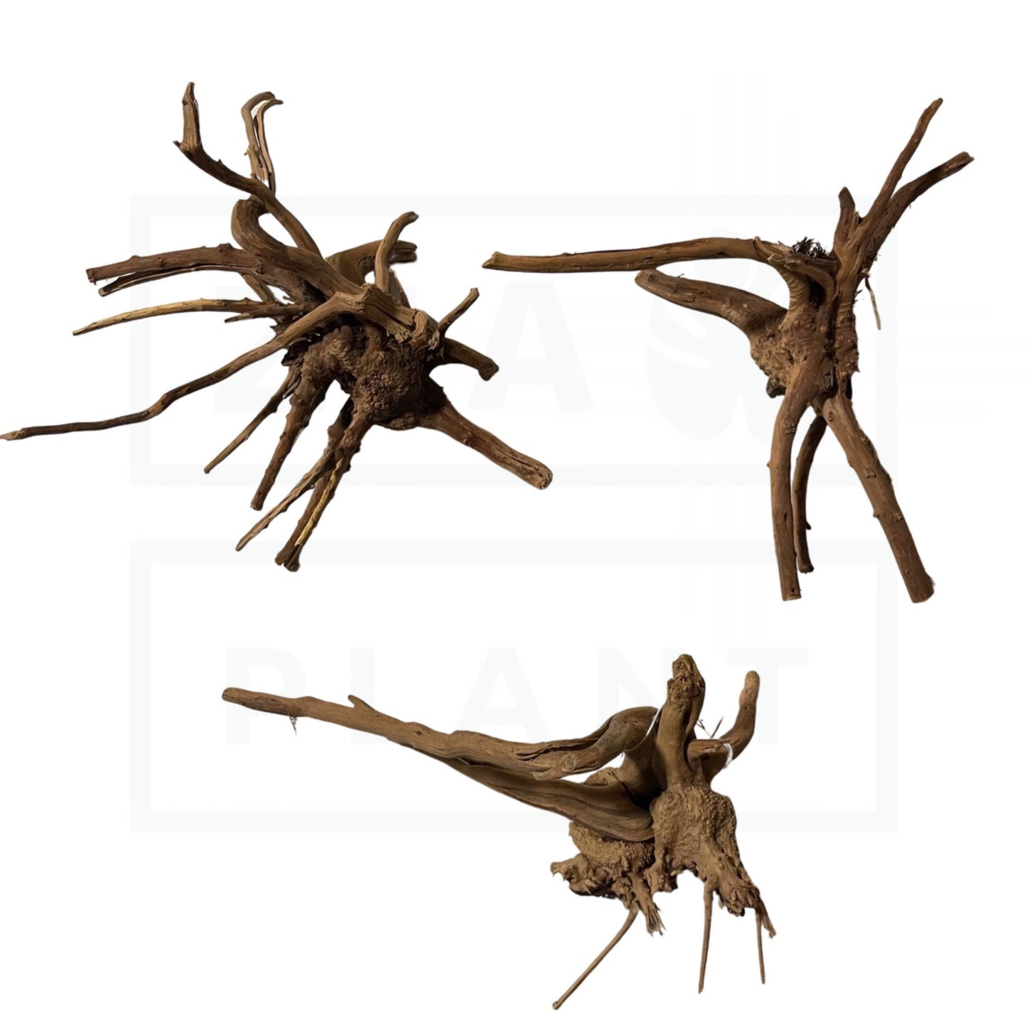 Spider Wood | S & M Sizes! For Aquarium, Terrarium, Vivarium, and Reptile Use!