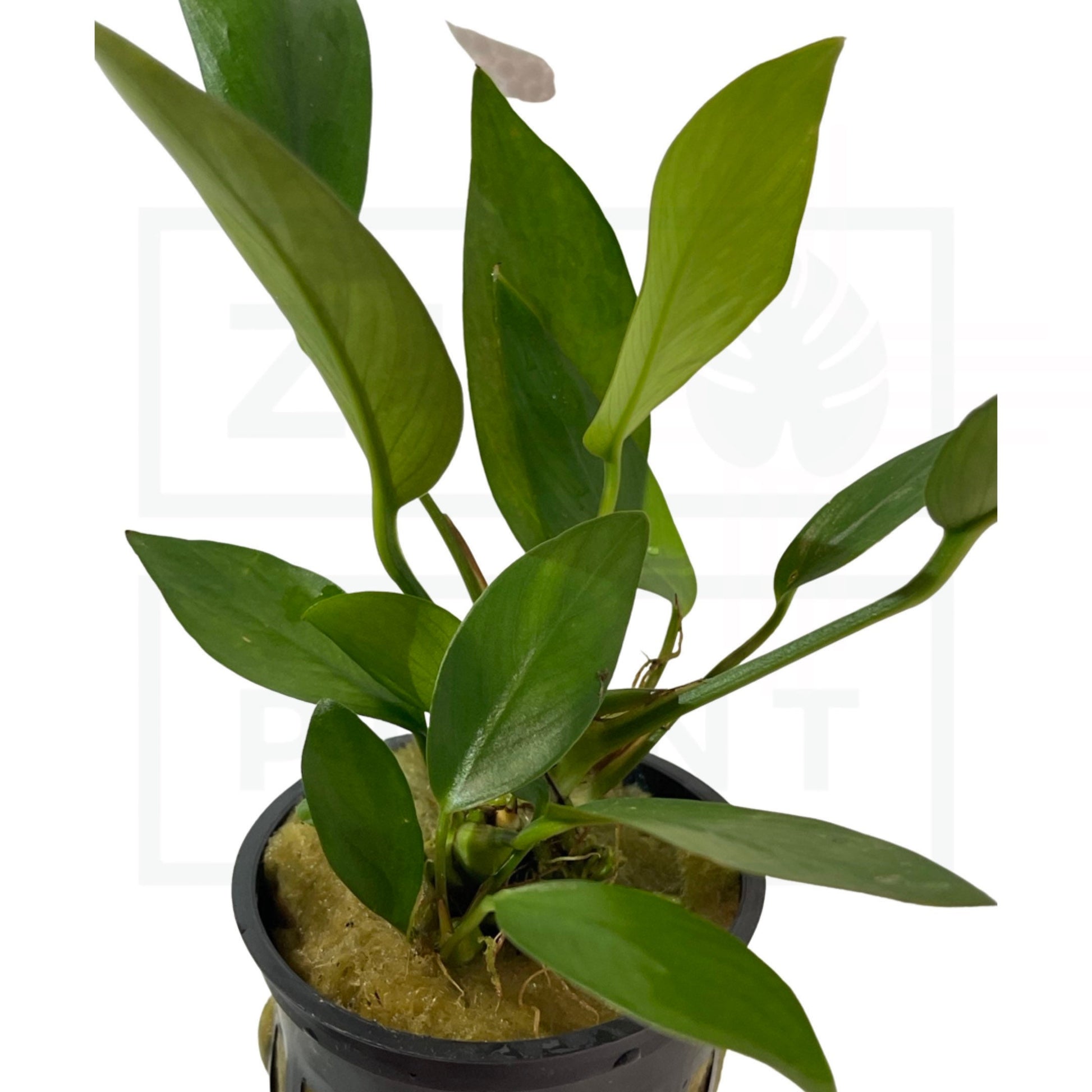 Anubias Nancon | Easy Plant