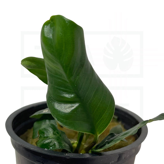Anubias Coffeefolia | Easy Plant