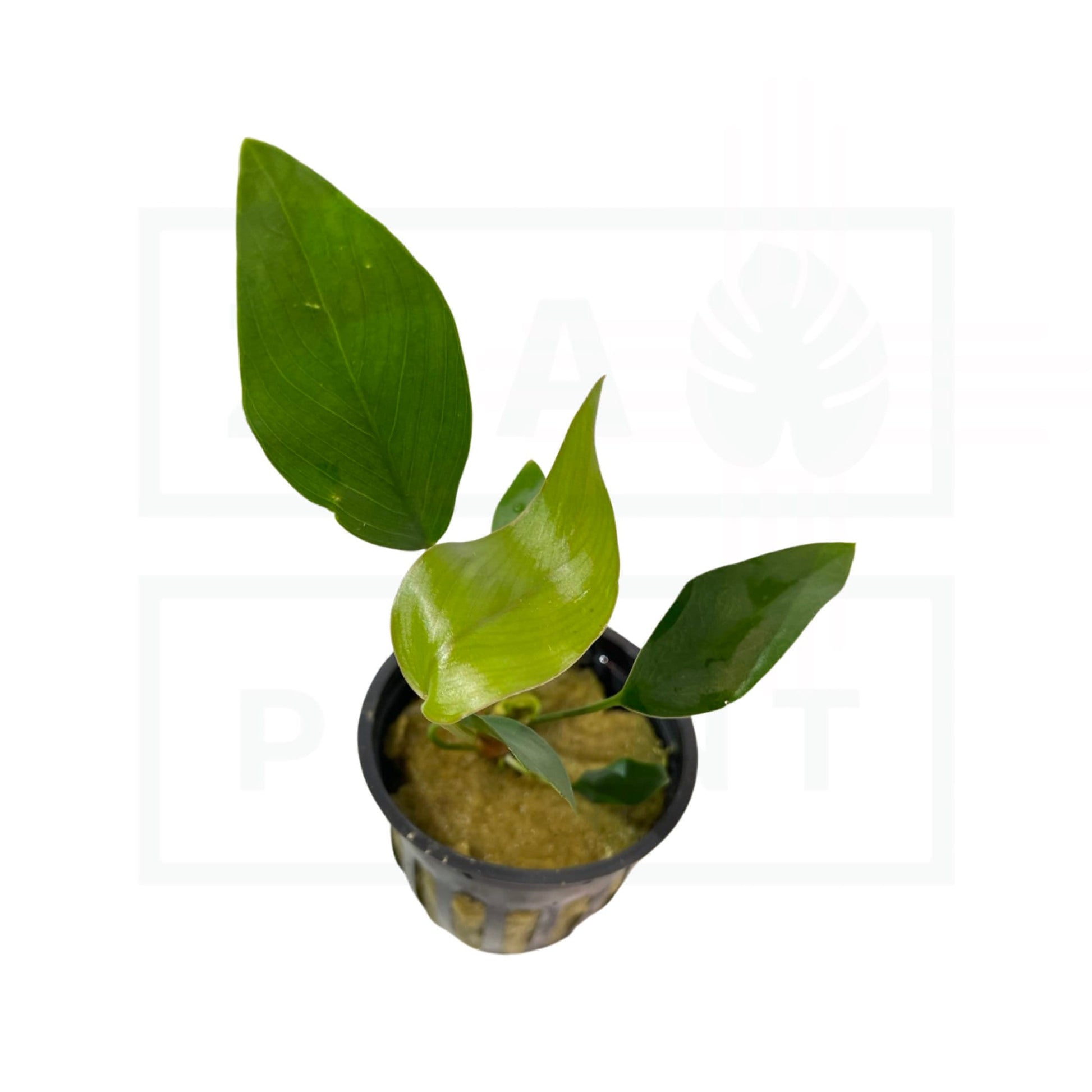 Anubias Hastifolia | Easy Plant