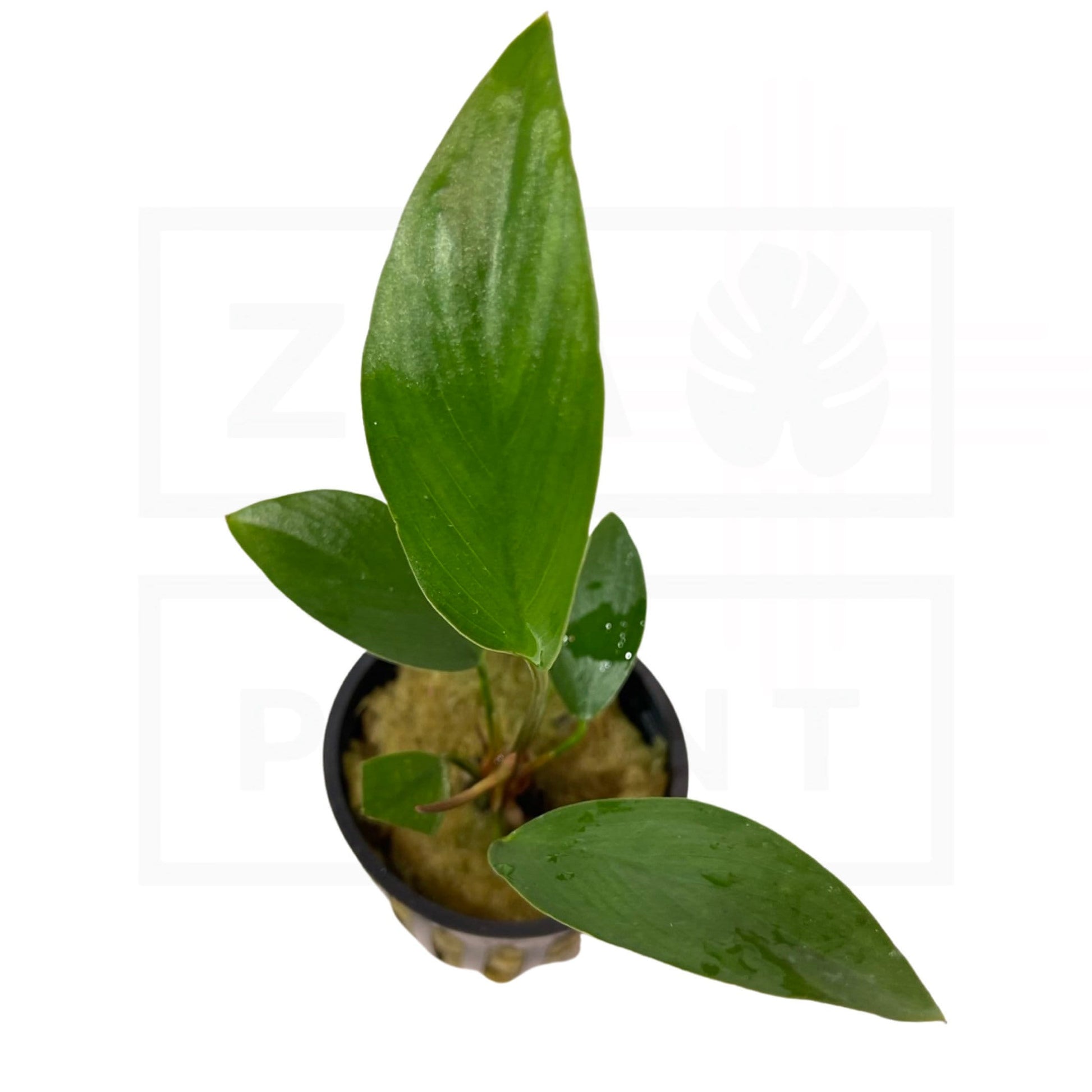 Anubias Hastifolia | Easy Plant