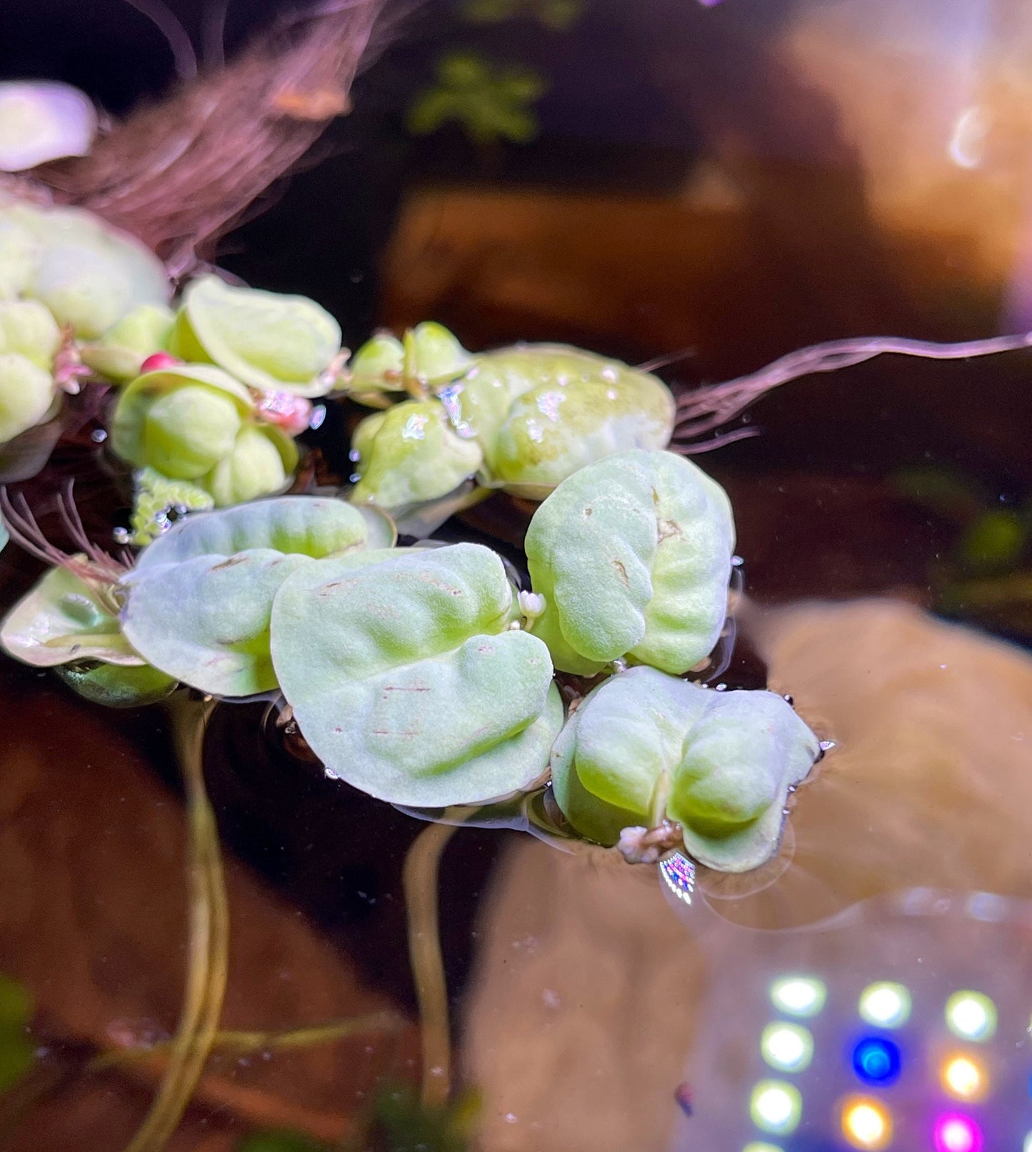 Red Root Floaters | Phyllanthus Fluitans | Easy Plant - Floater