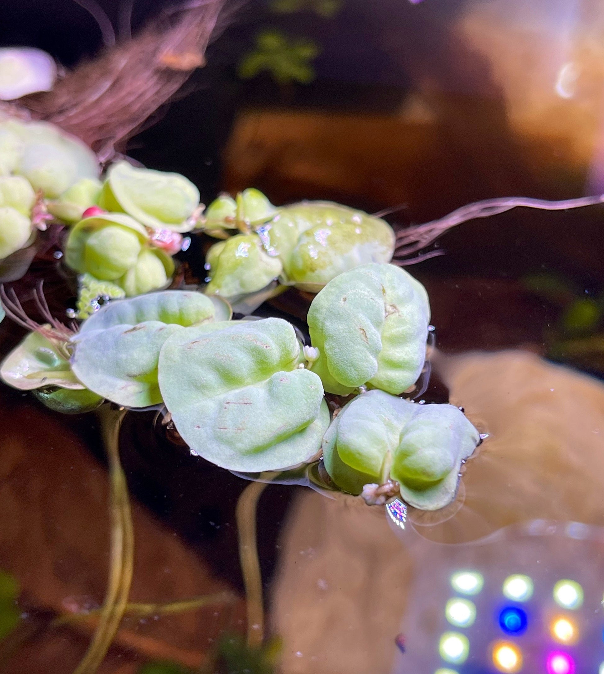 Red Root Floaters | Phyllanthus Fluitans | Easy Plant - Floater