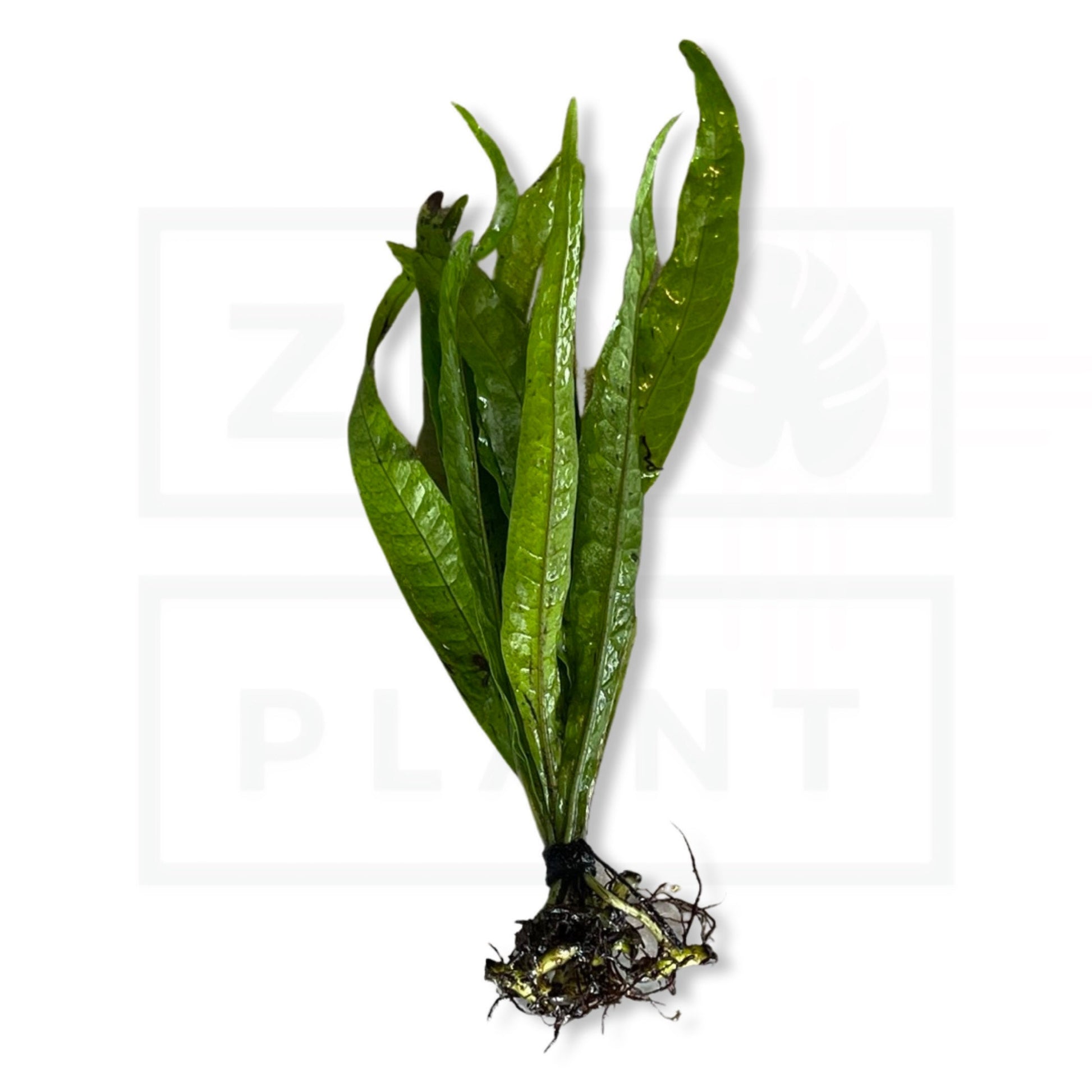 Narrow-Leaf Java Fern | Needle-Leaf Microsorum Pteropus