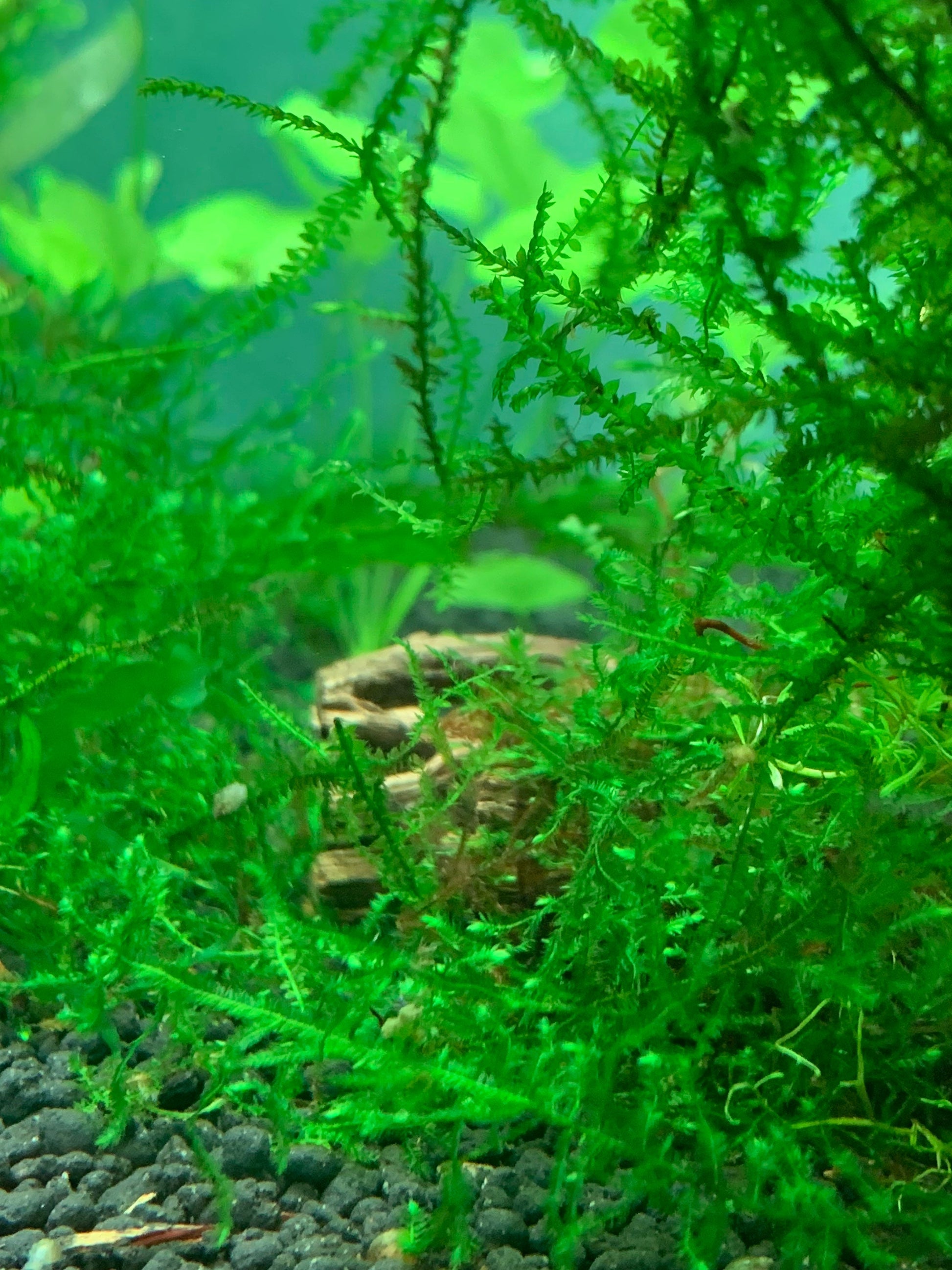 Java Moss | Taxiphyllum barbieri