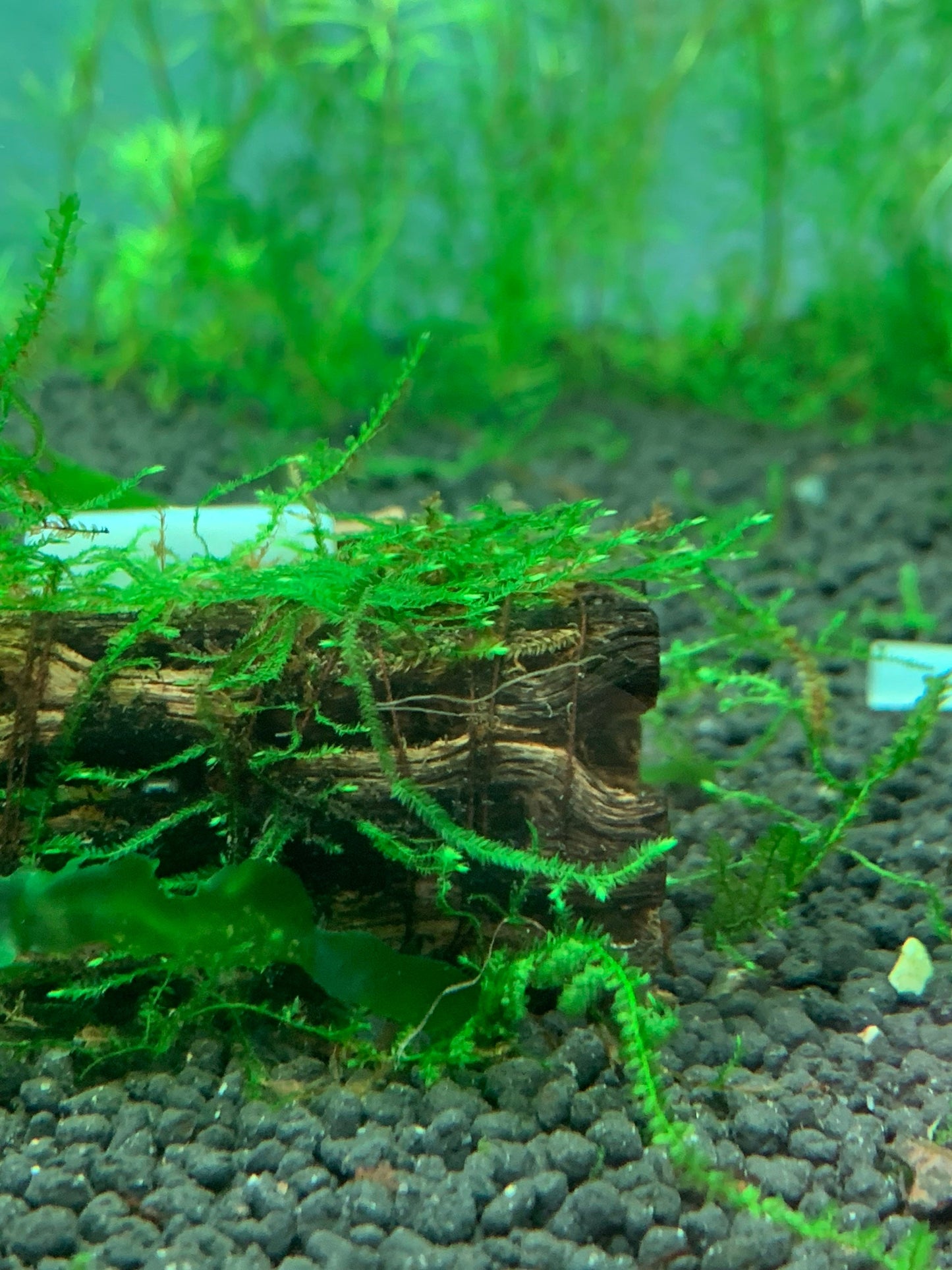 Java Moss | Taxiphyllum barbieri