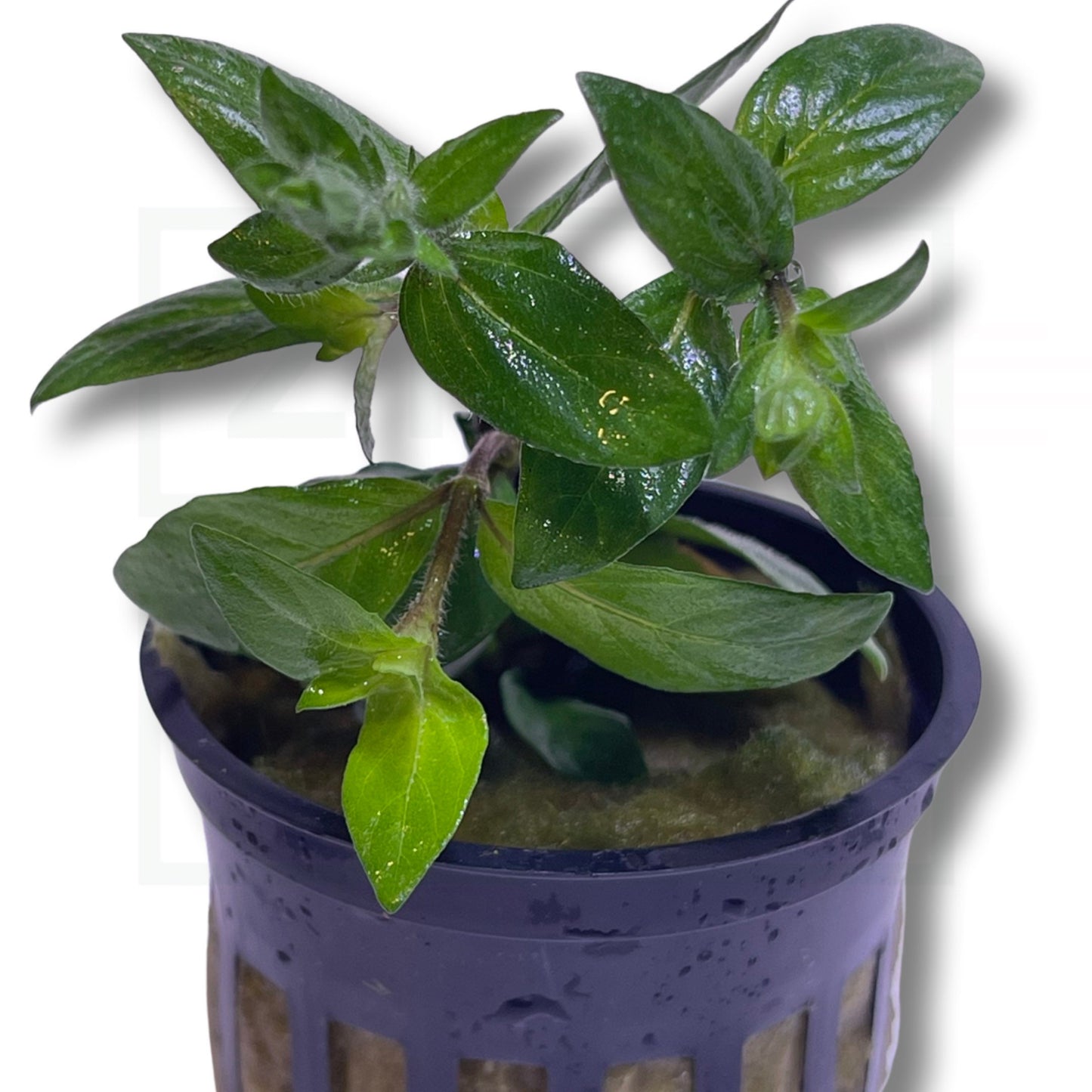 Staurogyne Repens | S. Repens