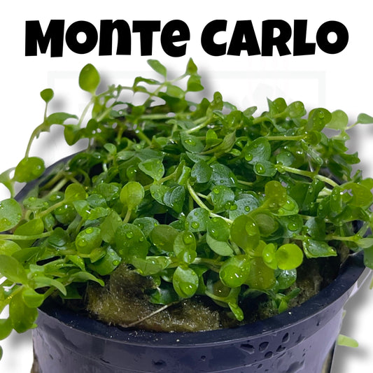 Monte Carlo | Carpet Plant