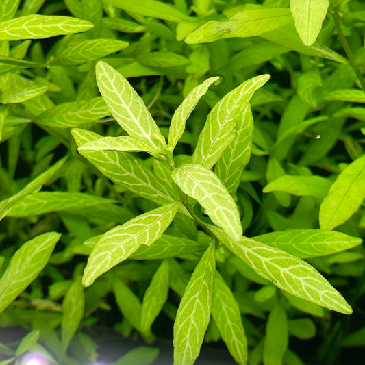 Hygrophila Polysperma Sunset