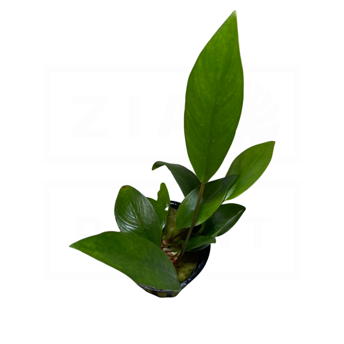 Anubias Frazeri | Easy Plant