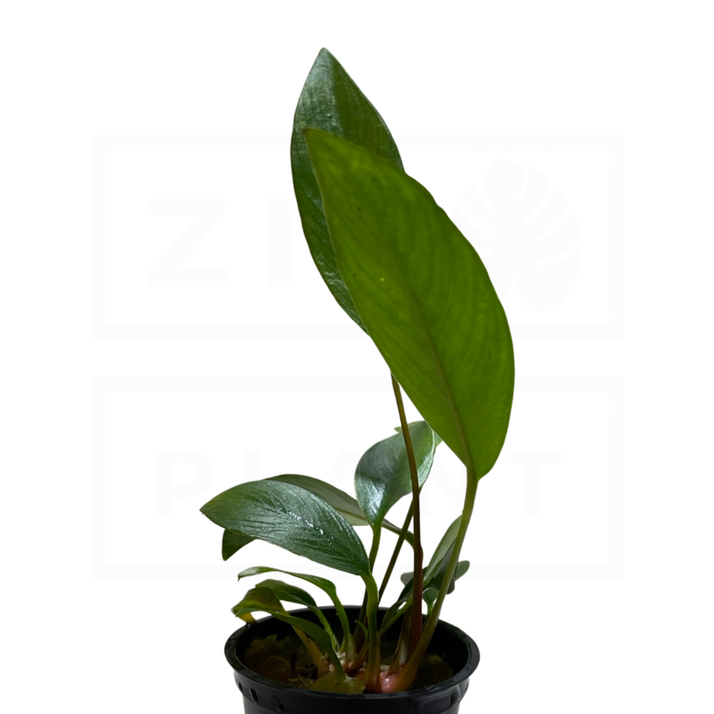 Anubias Frazeri | Easy Plant